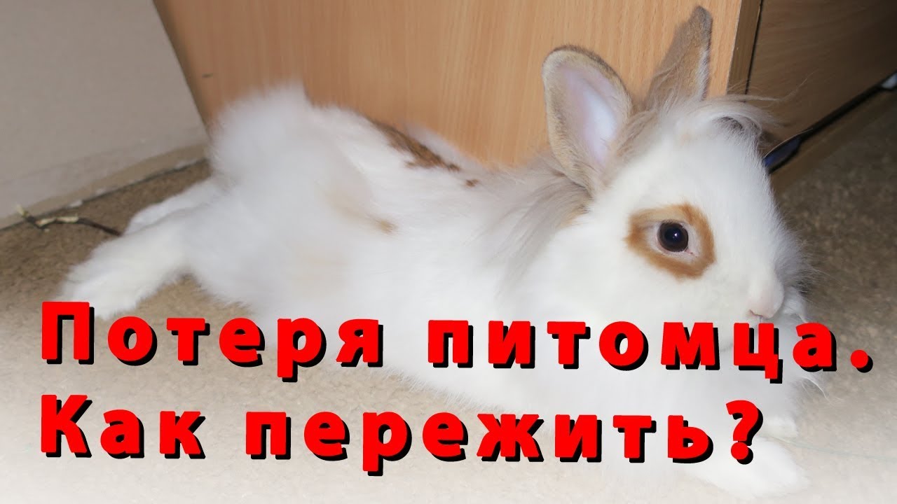 Потеря питомца. Как справиться с болью?