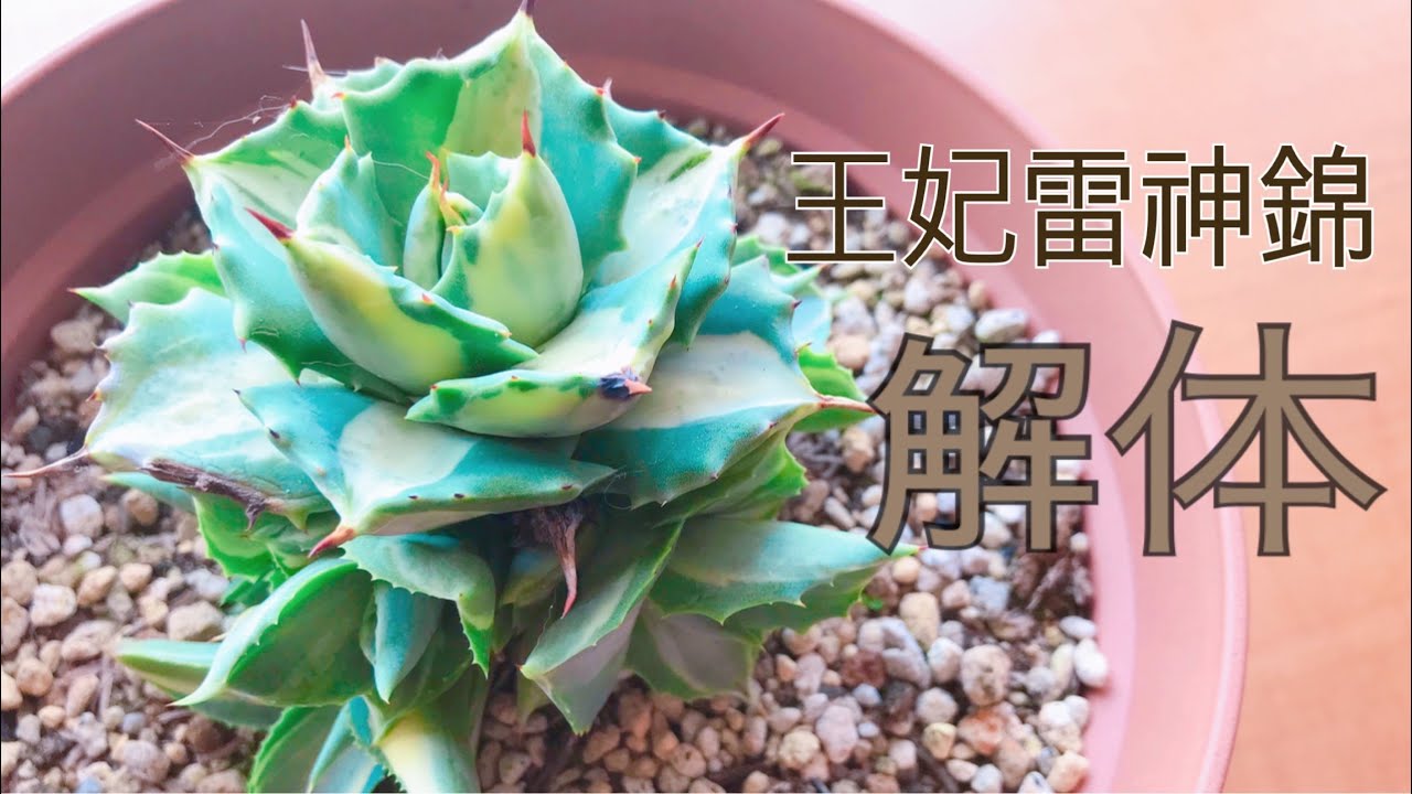 【多肉植物】アガベ王妃雷神錦を解体！