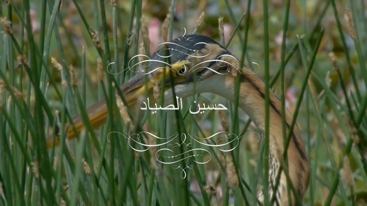 صوت طائر الرخيوي جديد
