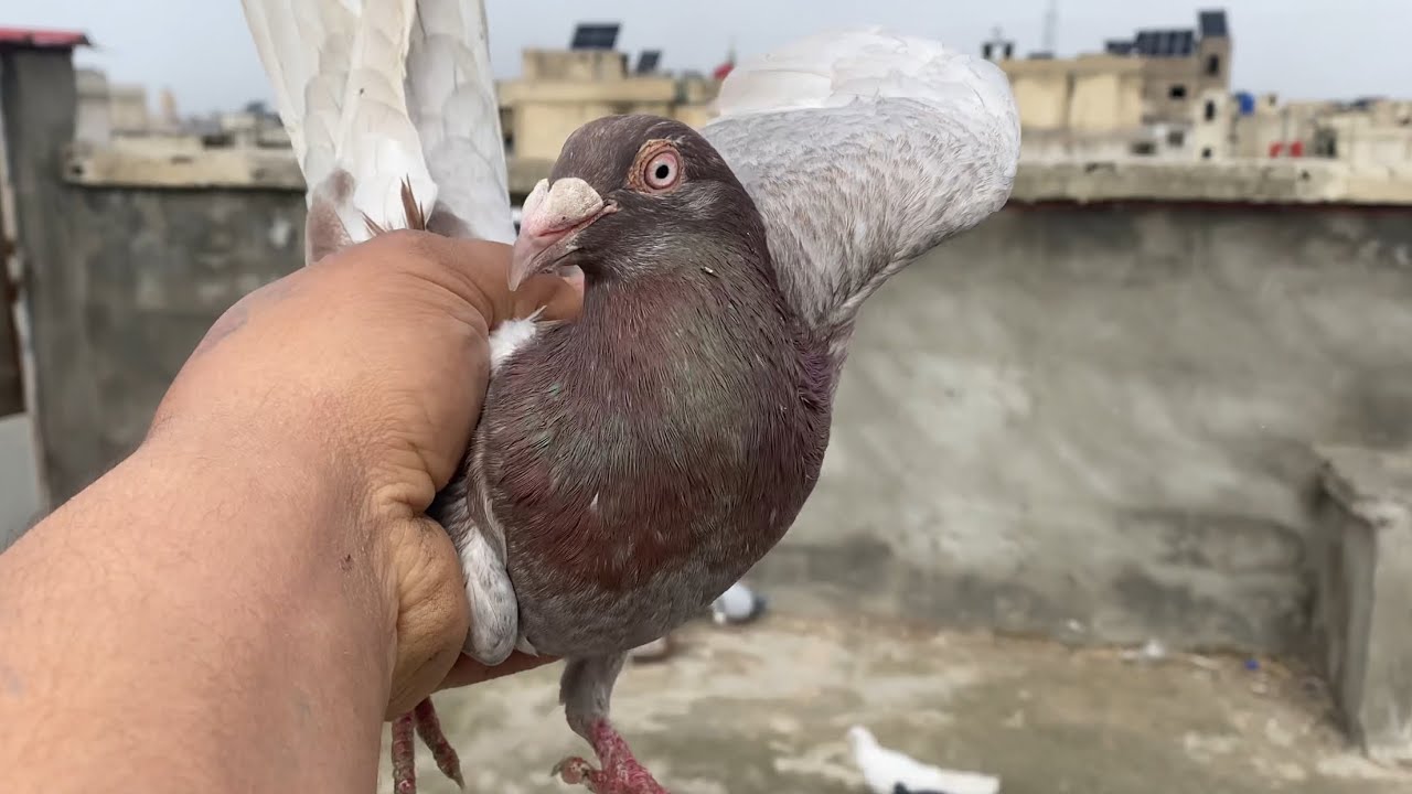 صيد طير وشو روحنا