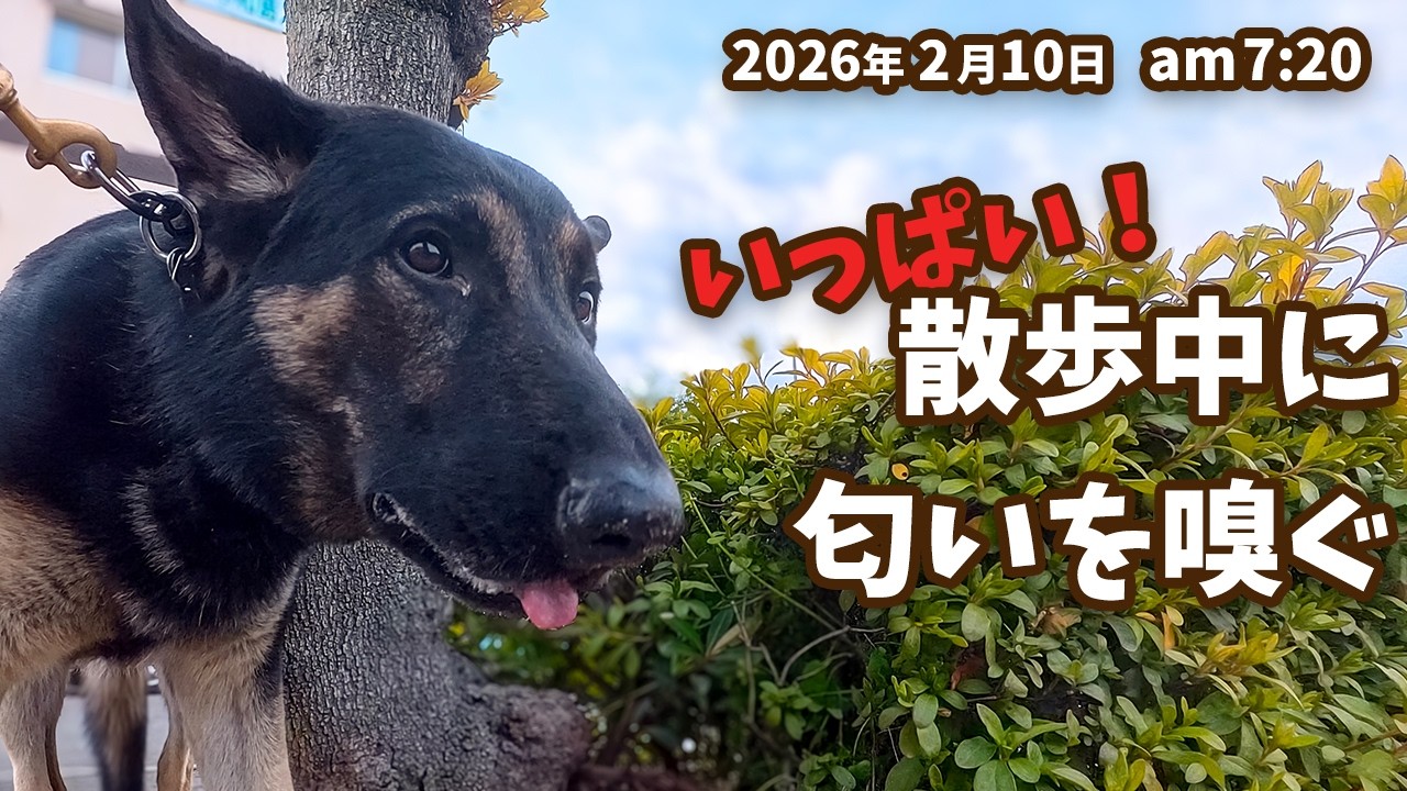 散歩中にいっぱい匂いを嗅ぐ【ジャーマンシェパード・大型犬】