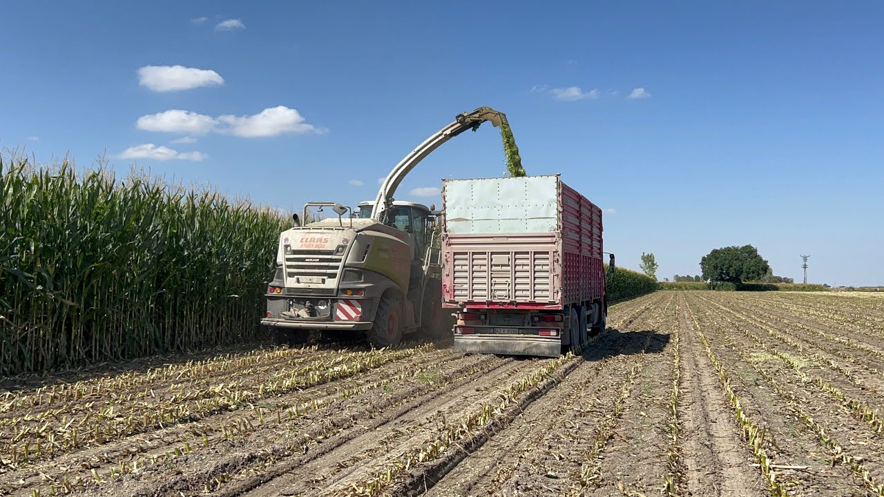 Mısır Slajı Biçimi 105 GÜN | Syngenta | Class Jaguar 860 #cumaoğulları #mısır #tarım