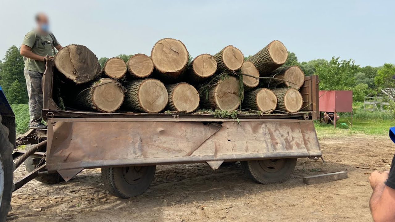 На Полтавщині поліція припинила протиправну діяльність групи, яка займалася незаконною порубкою лісу