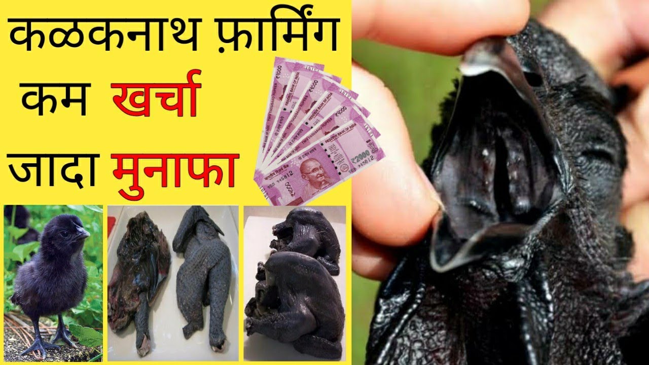 39,Kadaknath chicken farming, kadaknath egg farming, कड़कनाथ मुर्गी पालन, कड़कनाथ चिकन खाने के फायदे