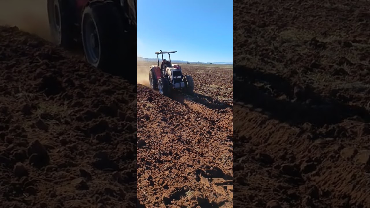 MF 285t, arado de 4 discos