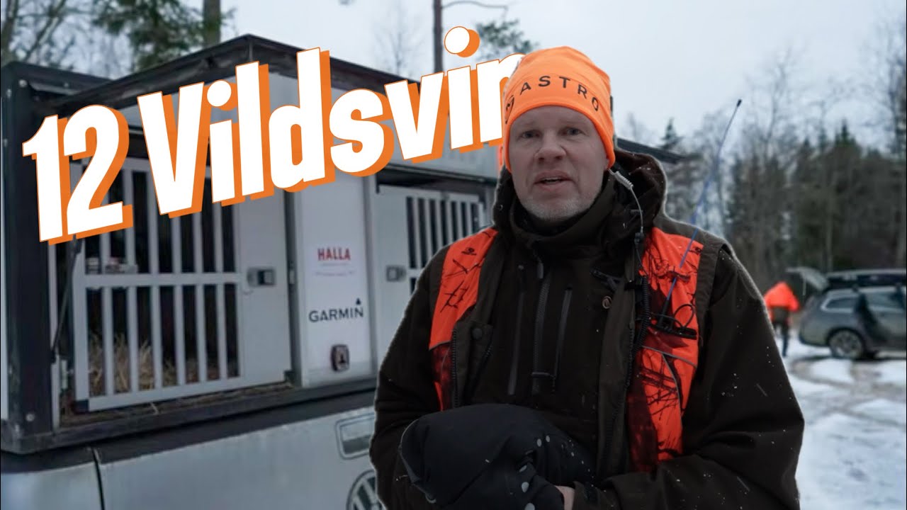 12 VILDSVIN p&aring; en dag! Vildsvinsjakt i Norra V&aring;nga med j&auml;mthundarna Akka & Jojja