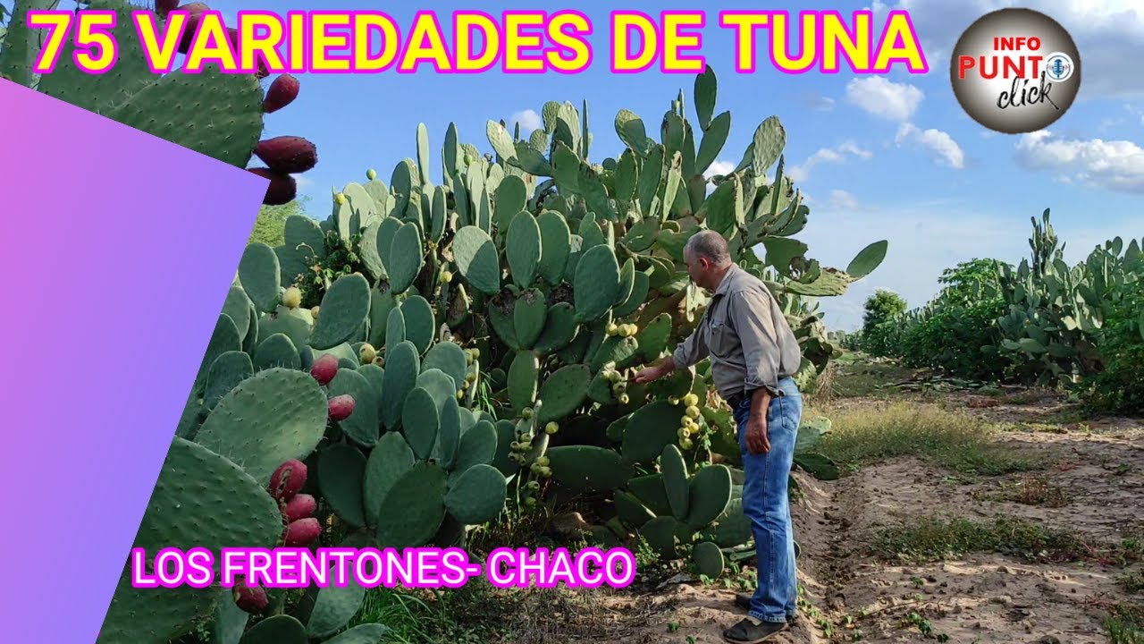 LAS MEJORES TUNAS EN CHACO (75 VARIEDADES)