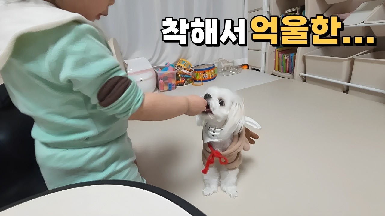착해서 손해만 보는 강아지… 결국 이런 일이 벌어졌습니다