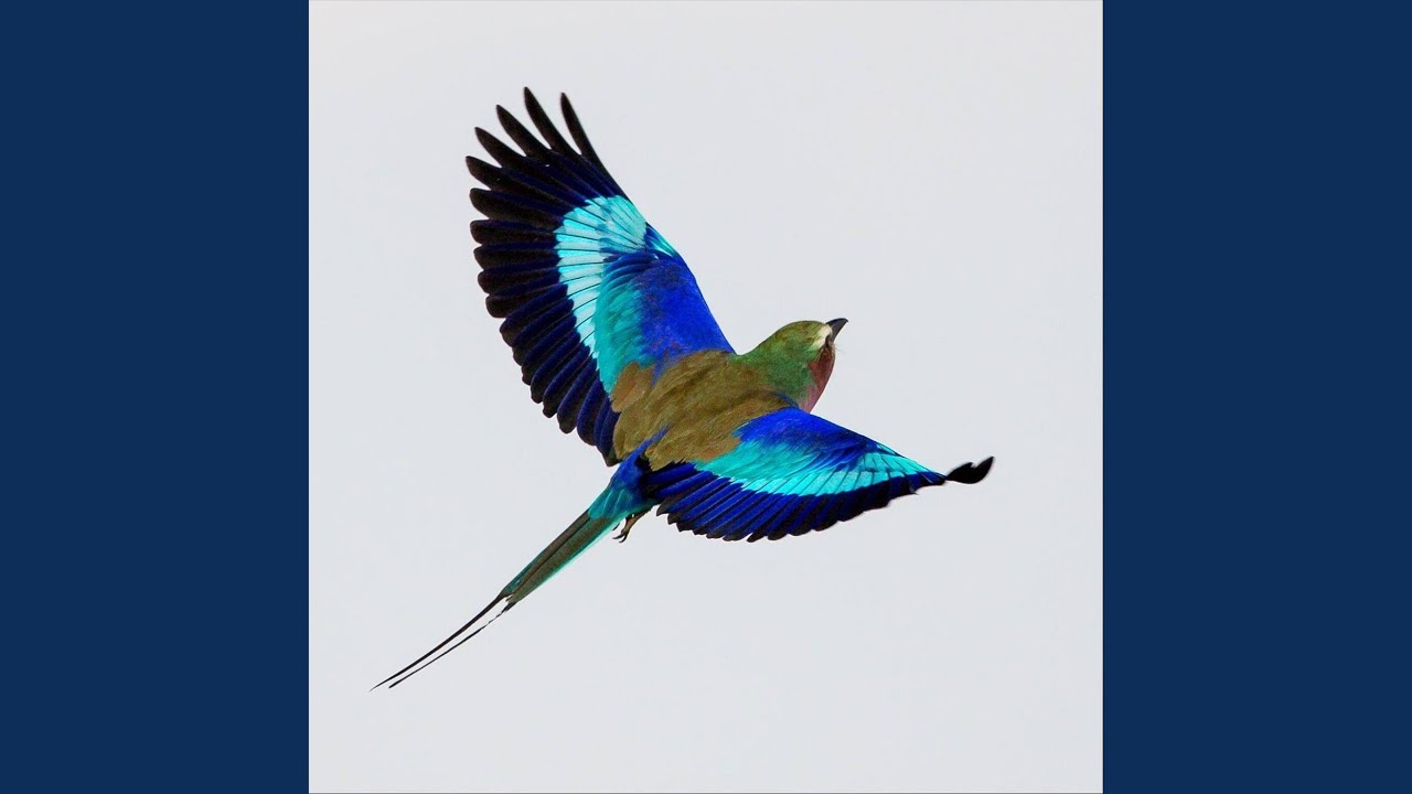 Vuela Vuela Corazón