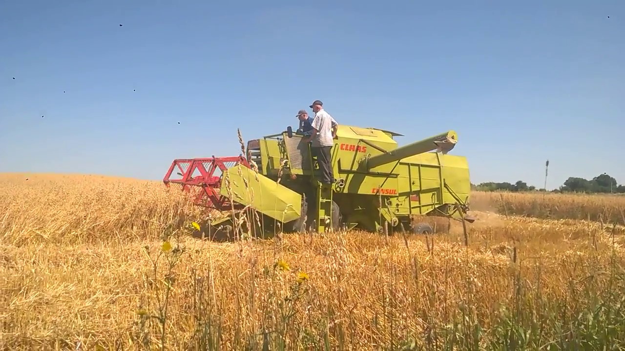 Żniwa owsa 2017 Ursus c-355,Claas Consul i Sanok D-35