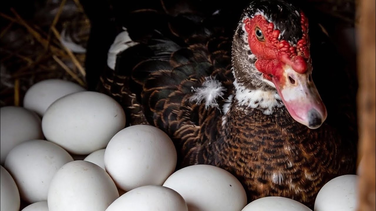 Natural Duck Egg Collection 🥚 | Big White Duck Eggs from Open Field 