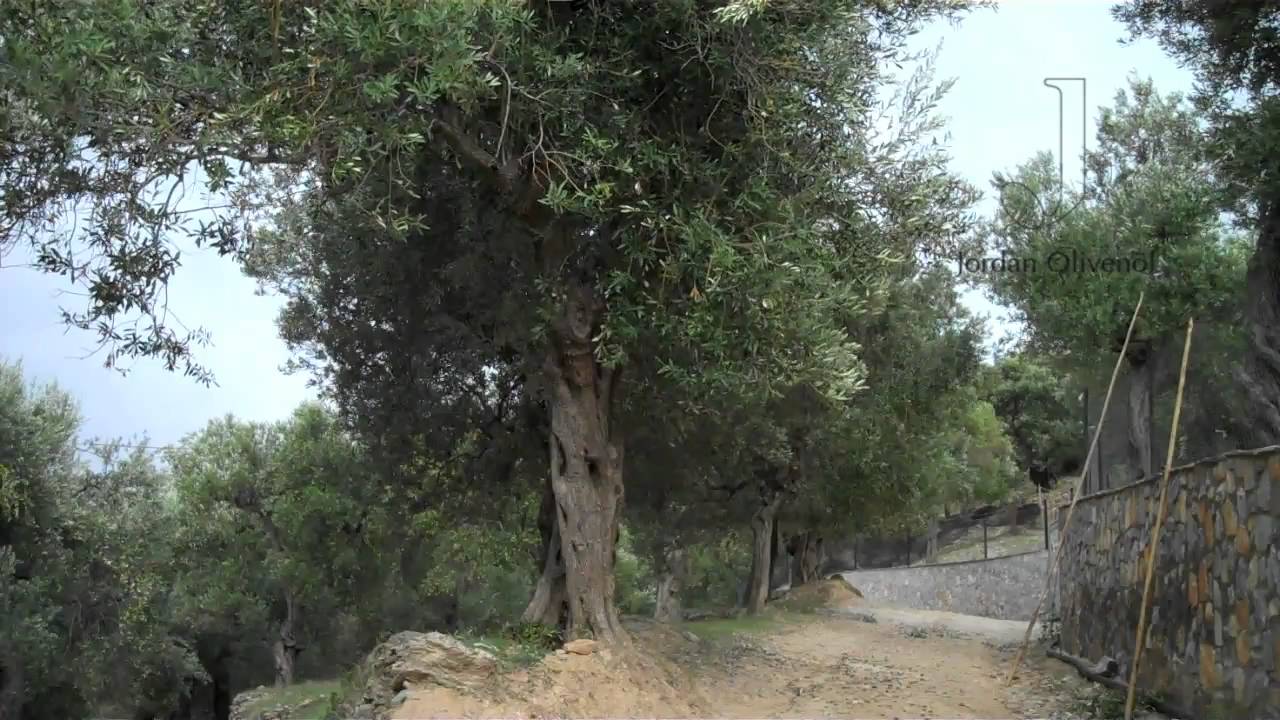 Impressionen der Jordan Oliven&ouml;l Ernte 2010/2011