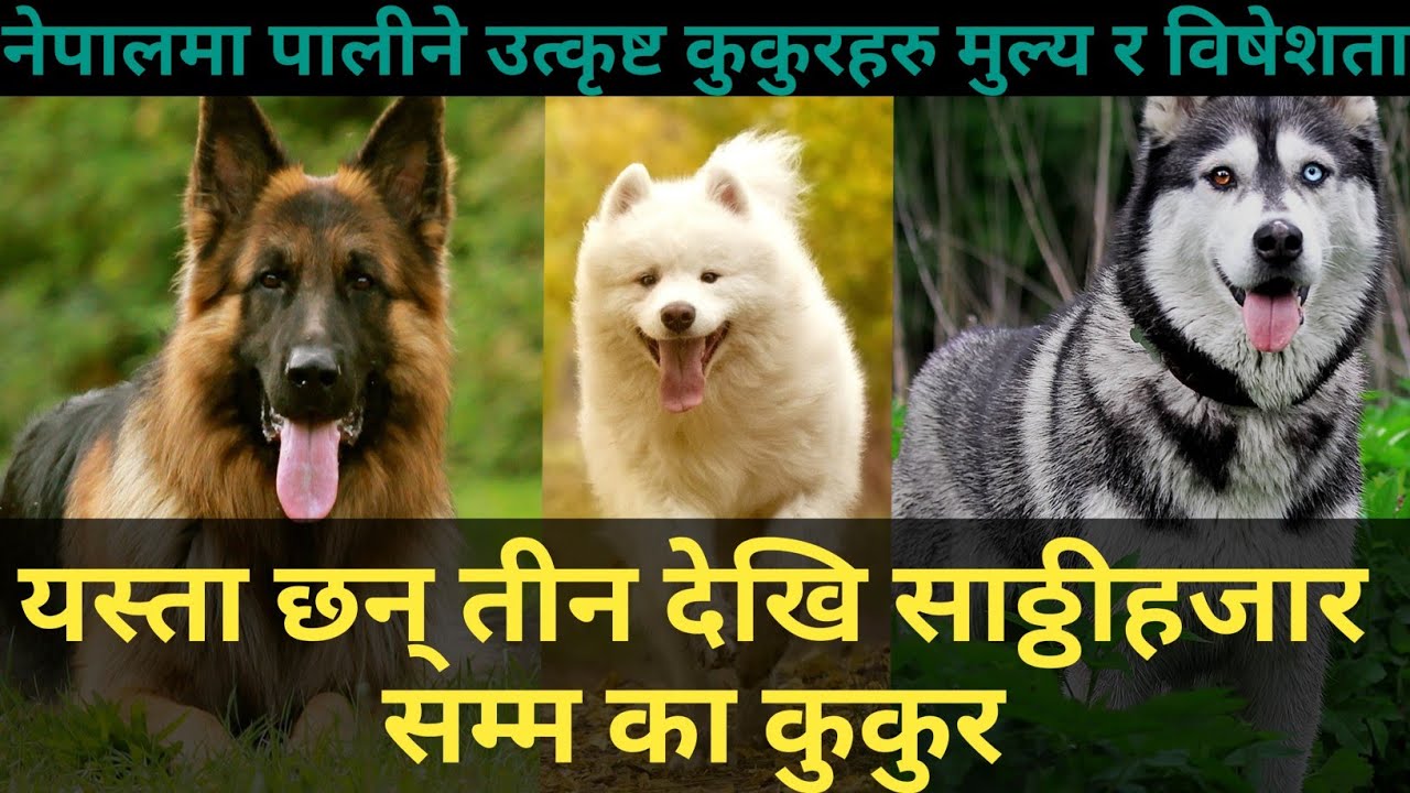 नेपालमा पाईने १० कुकुरहरुको मूल्य || price of dogs in nepal || 10 dogs price in nepal