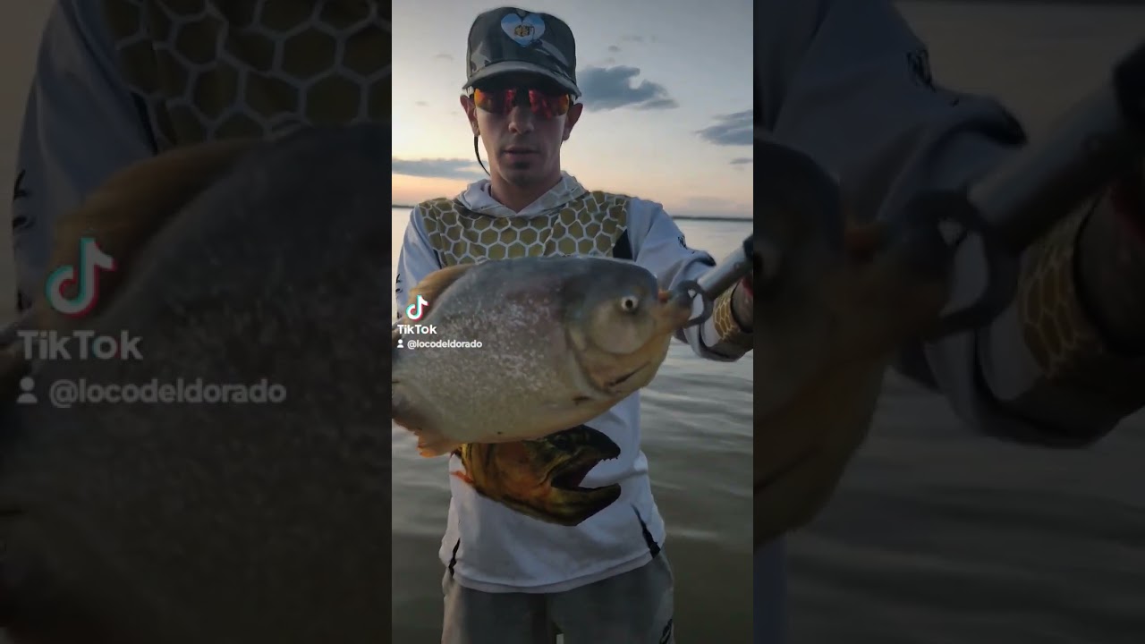 Mordedura de Palometa 🦷