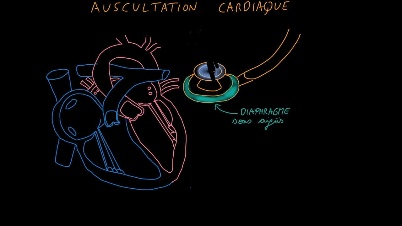 Auscultation cardiaque   Partie 1   Introduction   Docteur Synapse