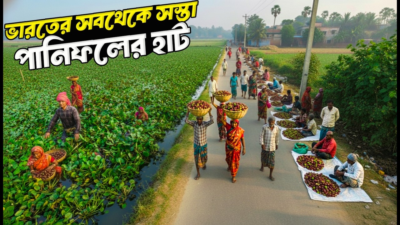 পানিফলের উৎসস্থল ও ভারতবর্ষের সবথেকে সস্তার পানিফলের হাট | Water Chestnut Farming