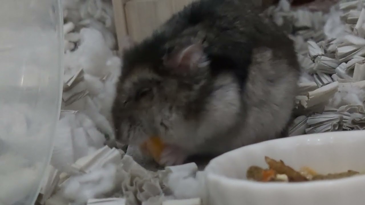 カボチャもらいまちた！ #ハムスター #hamster 