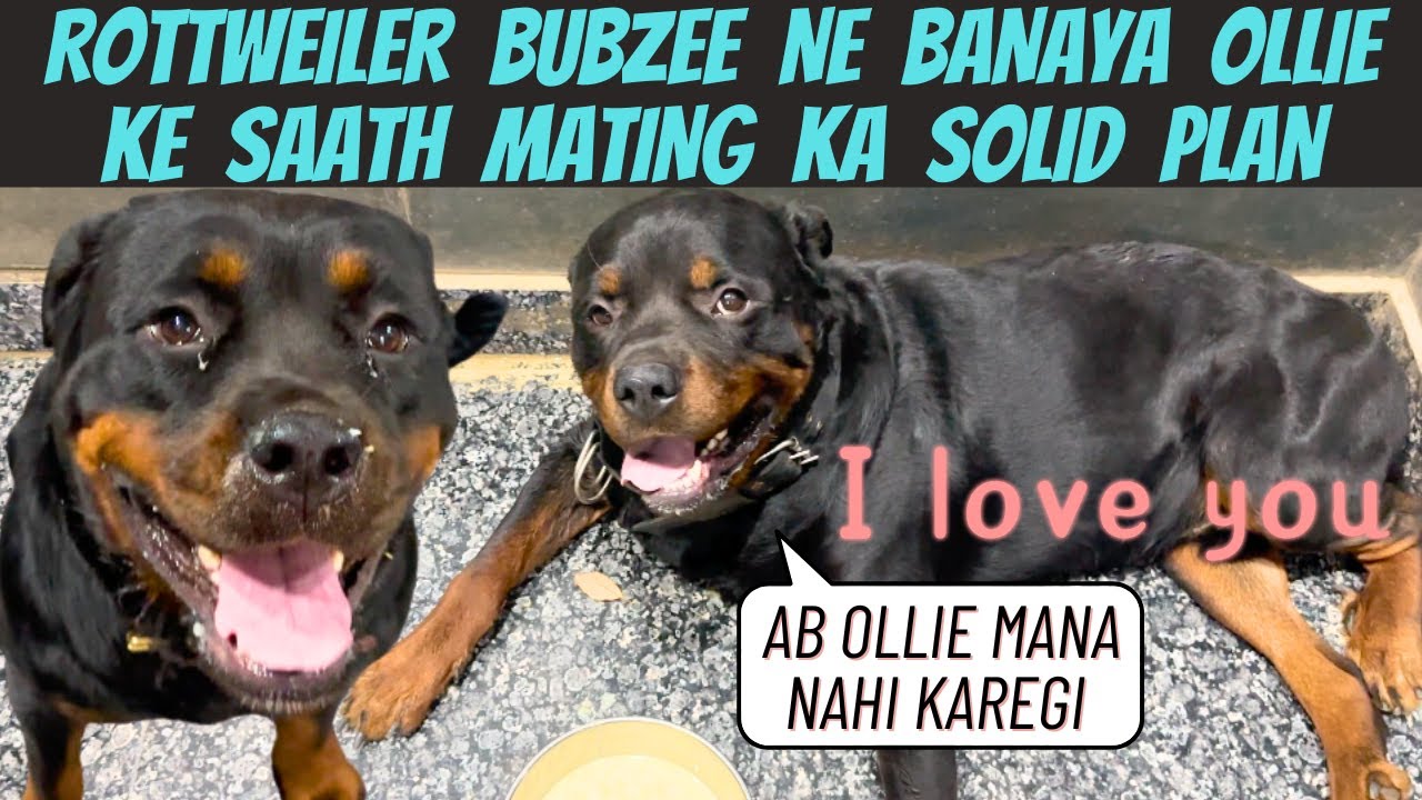 Rottweiler Bubzee Ne Banaya Apni Wife Ollie Se Mating Ke Liye Solid Plan:Kya Ollie Jaal Mein Fasegi?