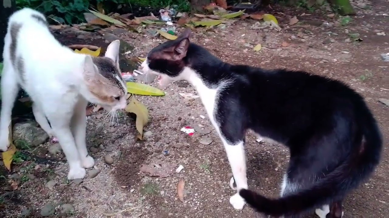 Kucing berantem,hitam vs putih 🐱