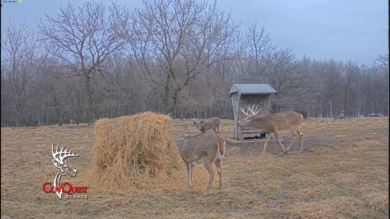 ConQuest Deer Farm. Justice (2021)