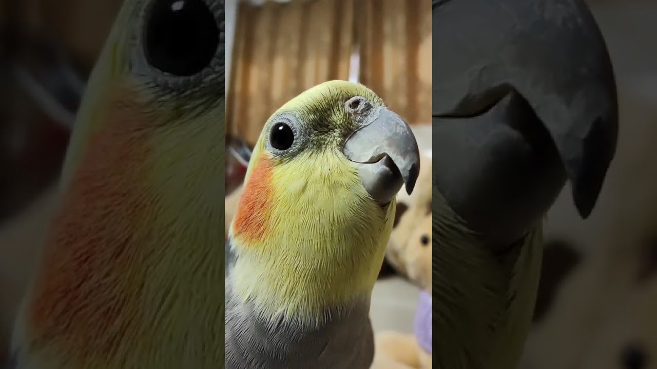 Our Mittu Shereen concert.