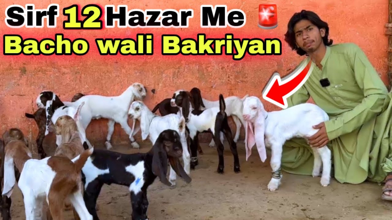 Amir Goat Farm Dodh Wali Bakriyan & Bacho Wali Bakriyan 🚨 | Lalukhet Bakra Mandi Se Sasti 