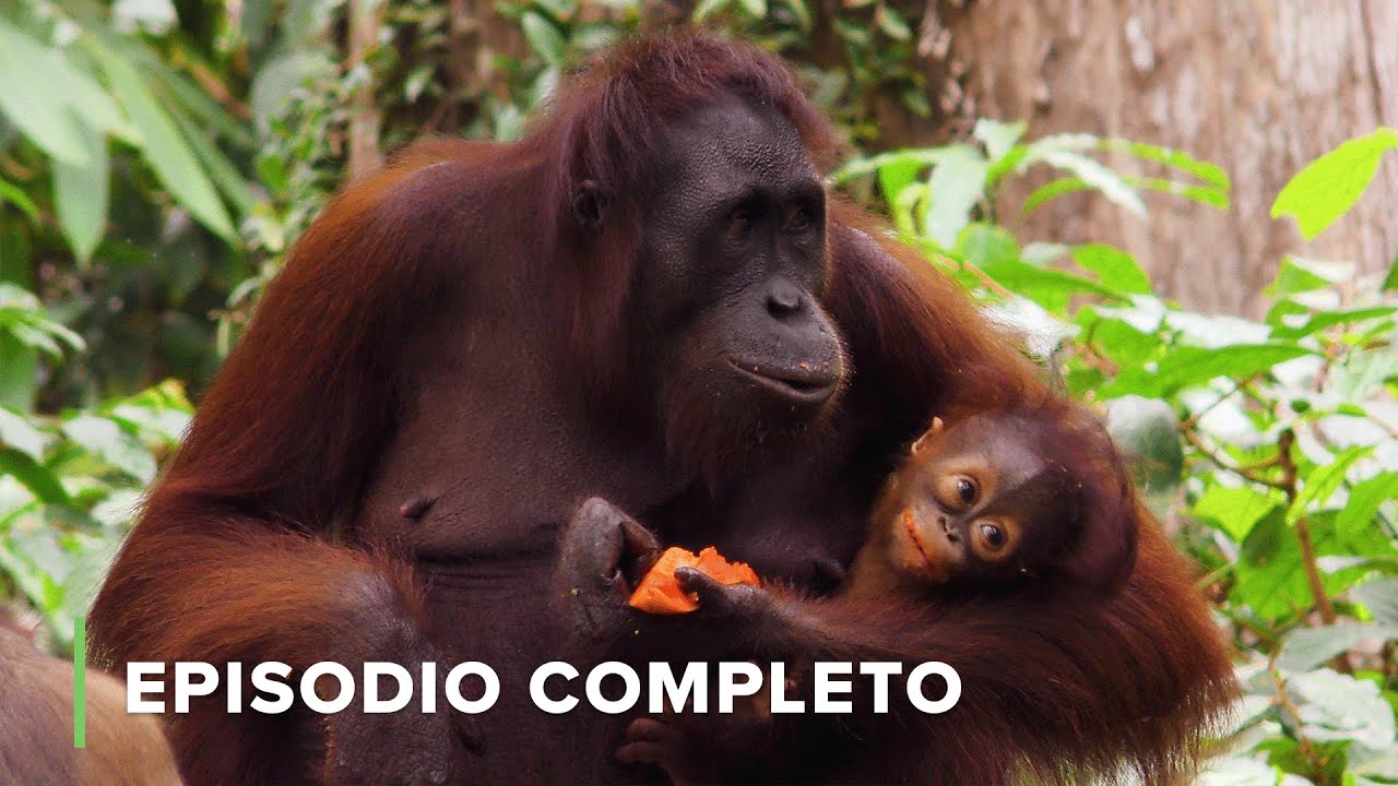 Animales RECOLECTORES🏗️ OBREROS de la NATURALEZA 🌴S01E02