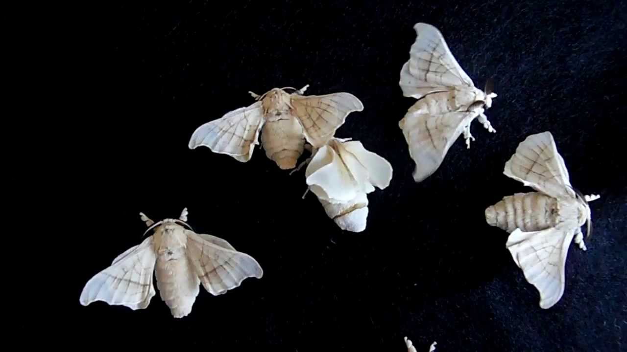 Bombyx mori - Magic moment of mating