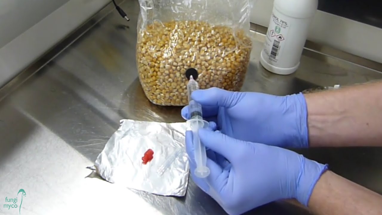 How to Inoculate Grain with a Spore Syringe