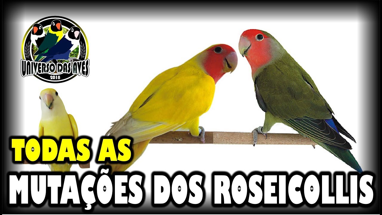 DIFERENTES TIPOS DE AGAPÓRNIS ROSEICOLLIS #24