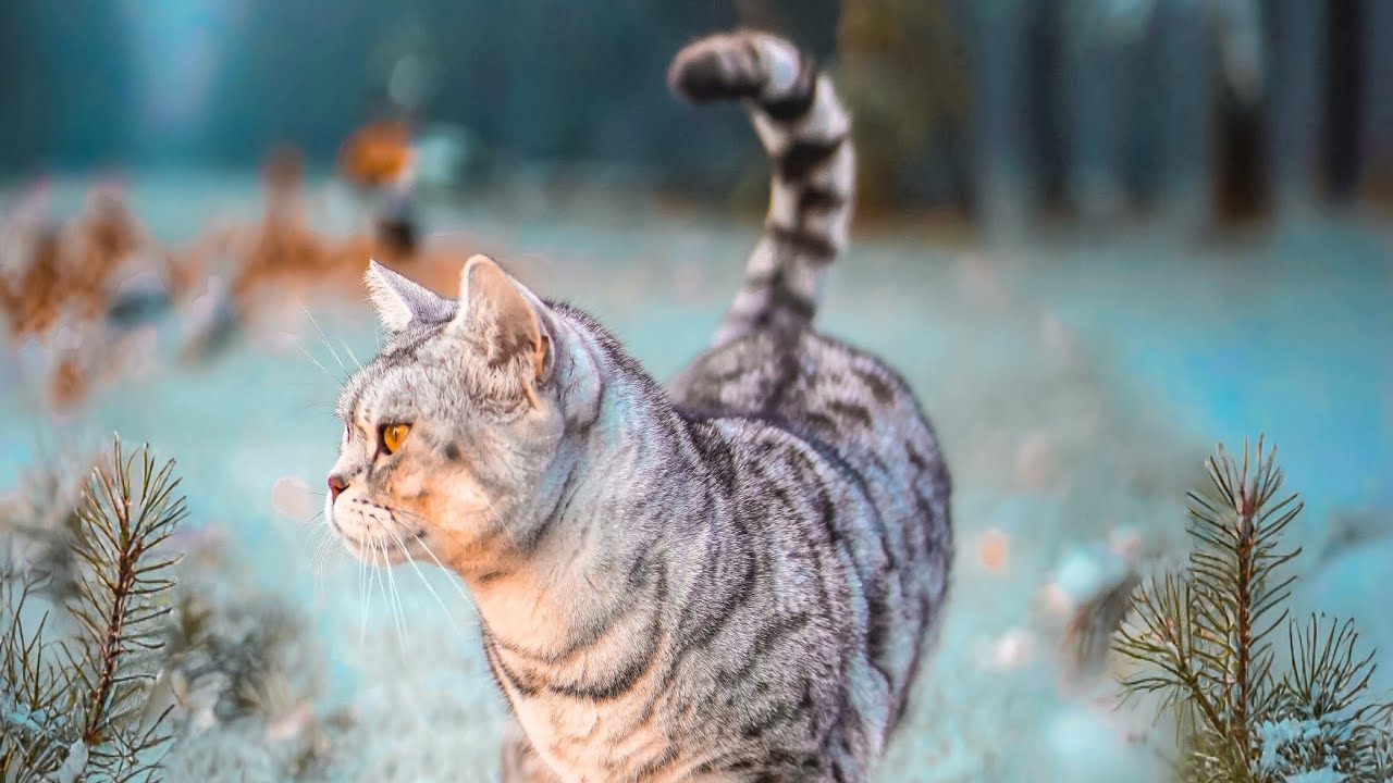 Das Experiment mit Katzen und 3D Teppich