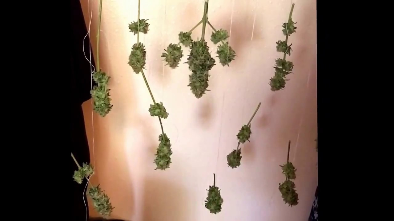 Cannibussix Lemon OG Haze Day 84. Harvested, trimmed, and hung out to dry.