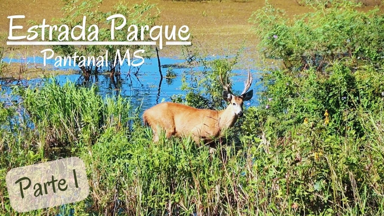 ESTRADA PARQUE NO PANTANAL DO MS - PARTE 1 |  Safári fotográfico | O que fazer no Pantanal do MS