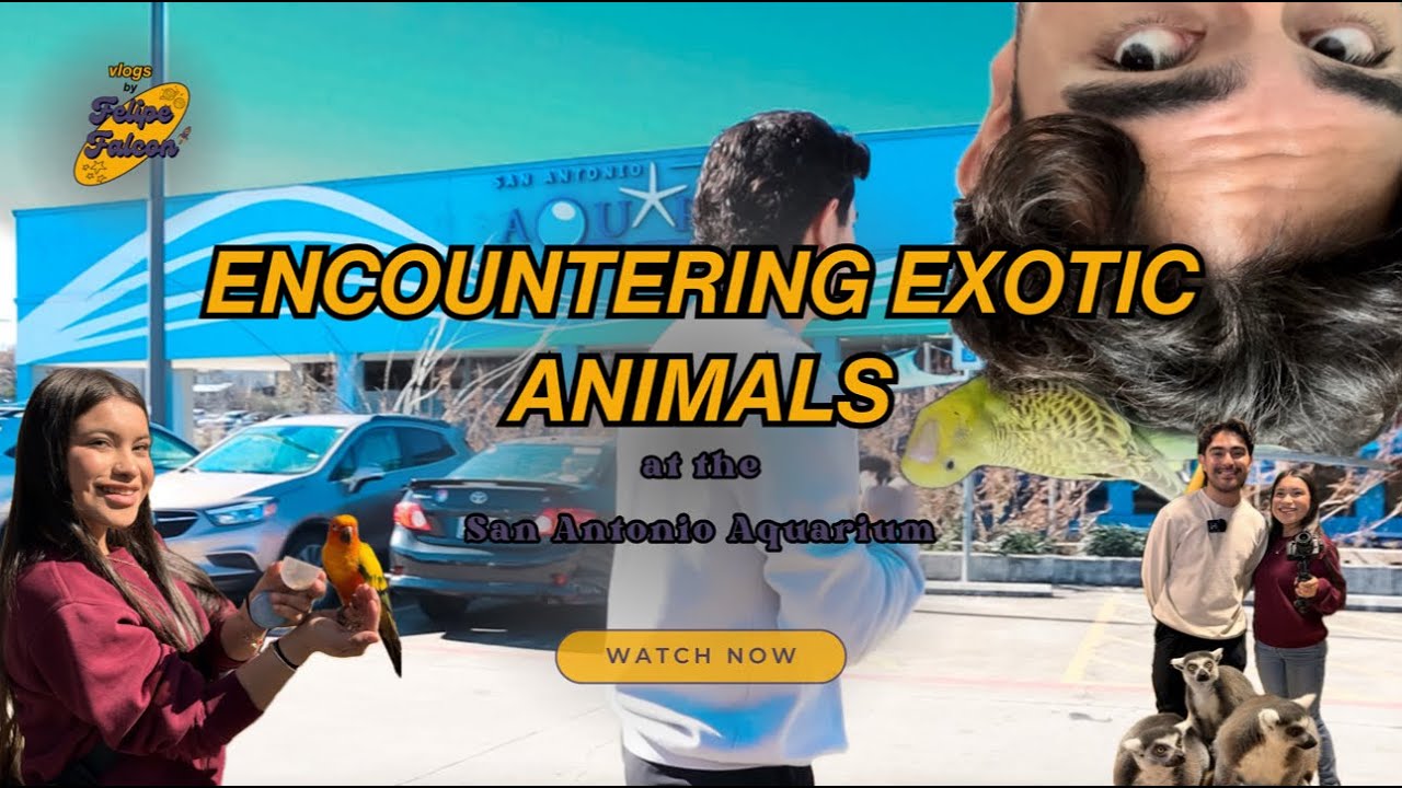 Encountering Exotic Animals at the San Antonio Aquarium