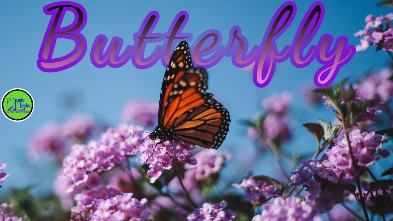 Butterfly - Quincas Moreira [Audio Library Release] - Free Copyright - Safe Music