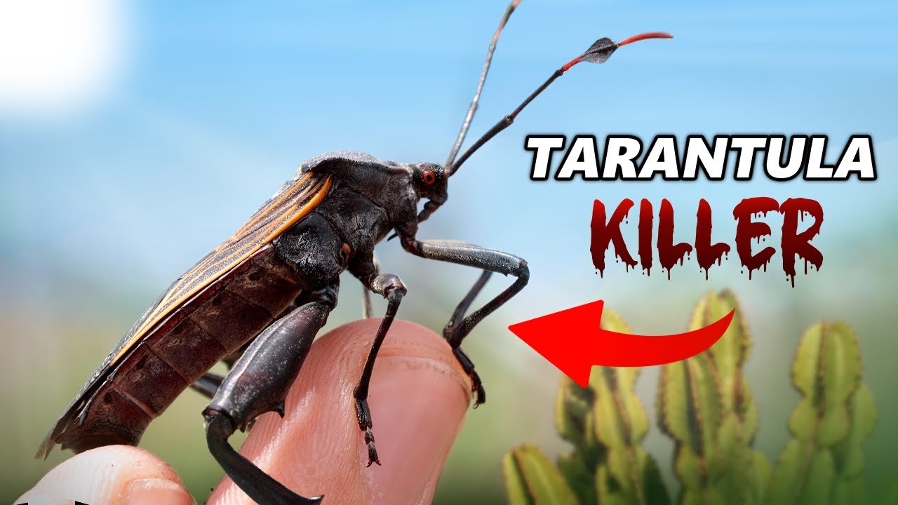 How this Giant Bug KILLS Tarantulas!