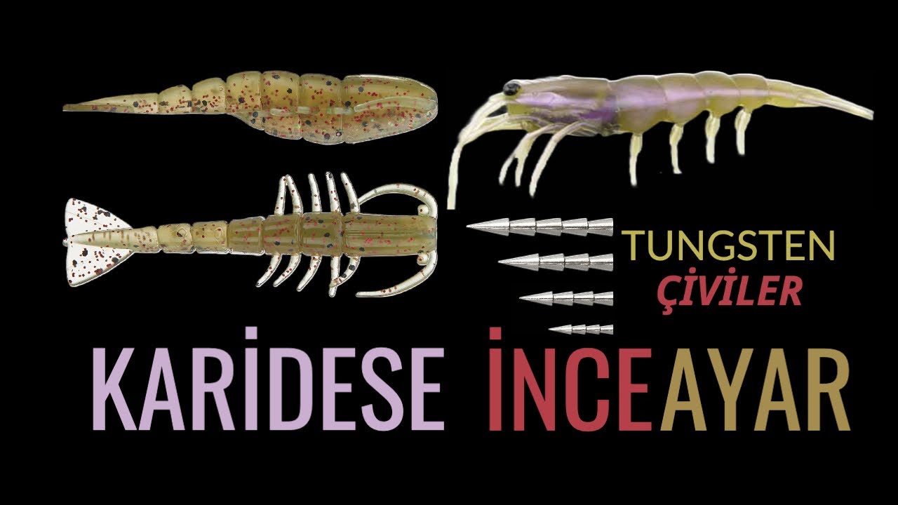 Plastik Karides ile EFSANE Çupra Avı: Tungsten Çivi Ağırlıklar ile ince ayar.