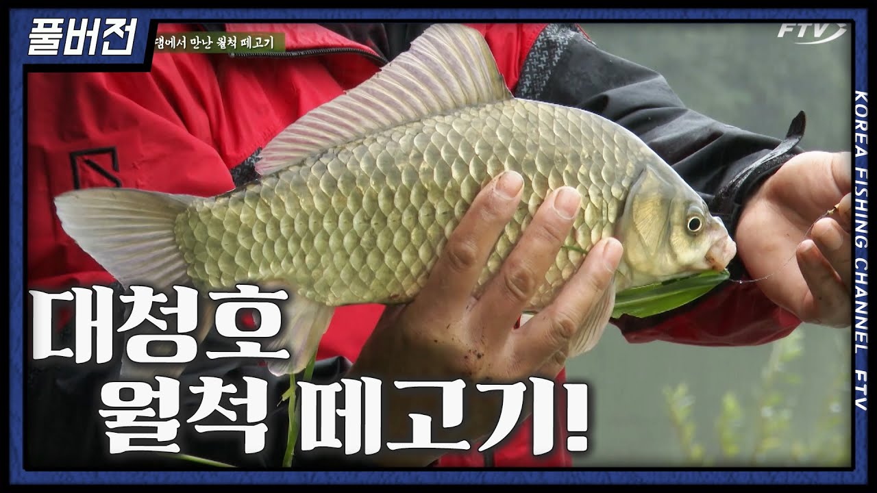 붕어낚시 월척특급 '댐에서 만난 월척 떼고기'