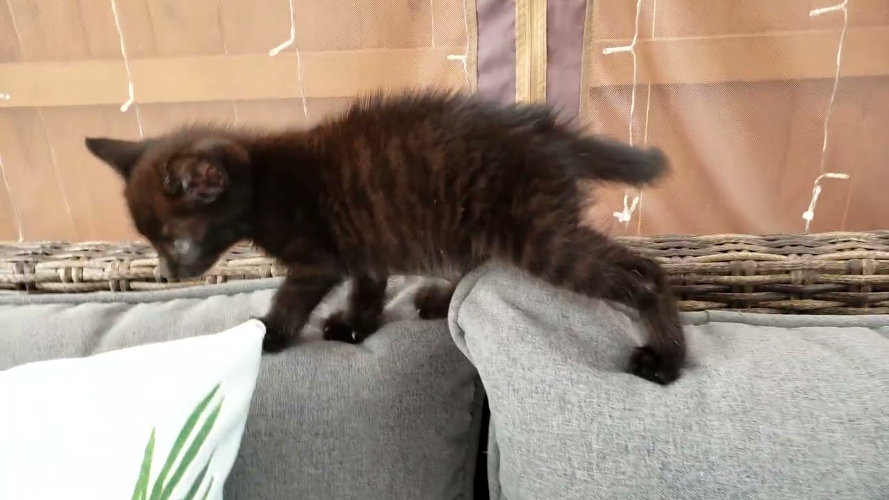 Mr Pumpkin!! 10 07 to 10 20, 2020! Baby Black Panther Kitten!