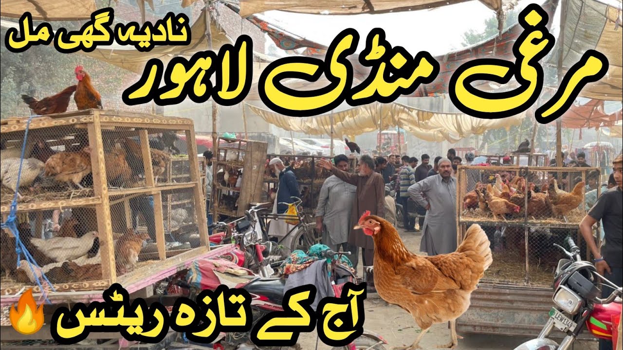 Desi Murgi Mandi Sunday Price Update Nadia Ghee Mil Rasheed Pura Lahore Pakistan
