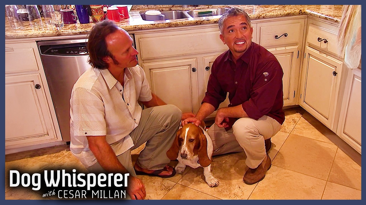 Terrified Basset Hound Conquers Fear of Men | S5 EP7 Full Episode | Dog Whisperer With Cesar Millan