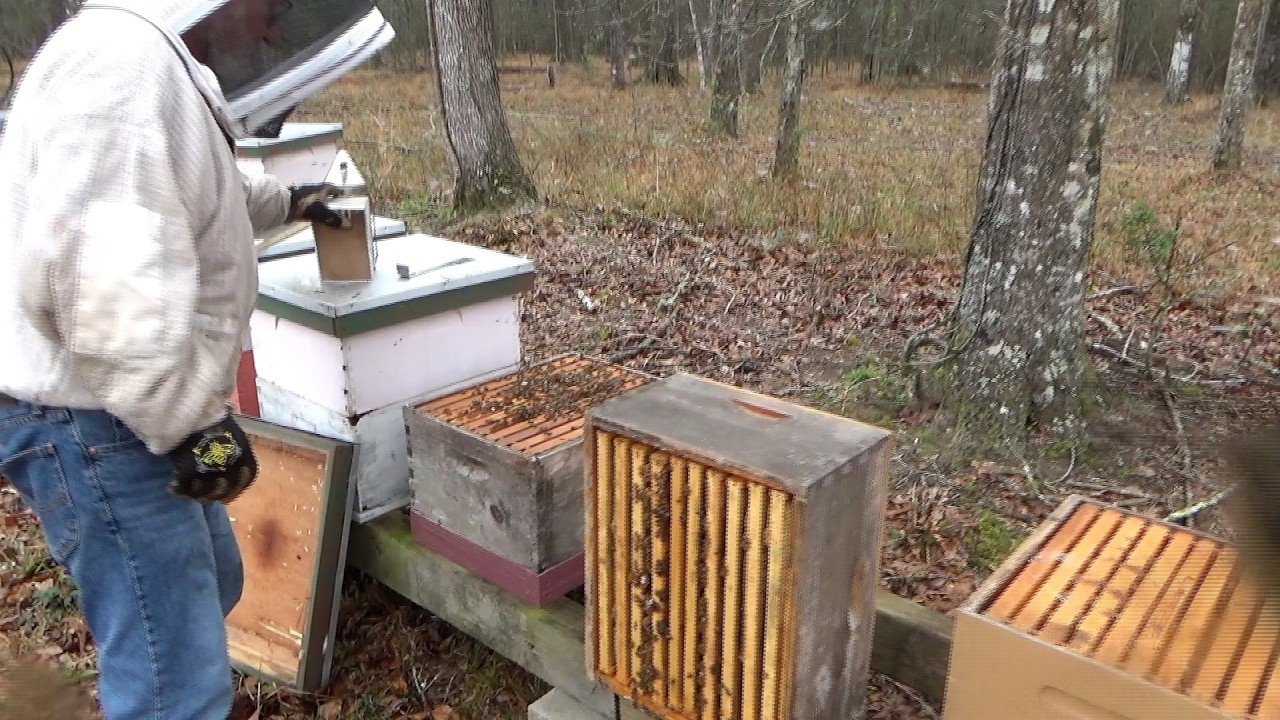 A simple way to split a hive...especially for new beekeepers.