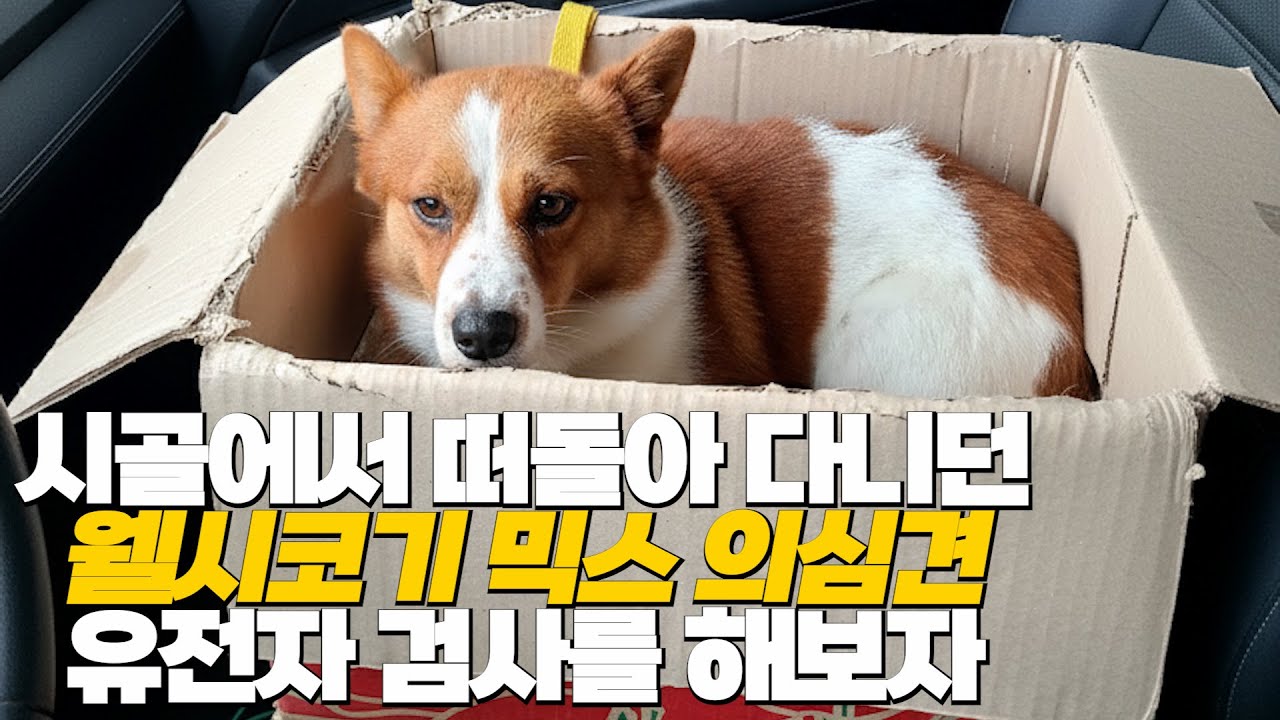 한국 시골 잡종 똥개 유전자의 놀라운 비밀 - 증조부모의 종류까지 밝혀보자