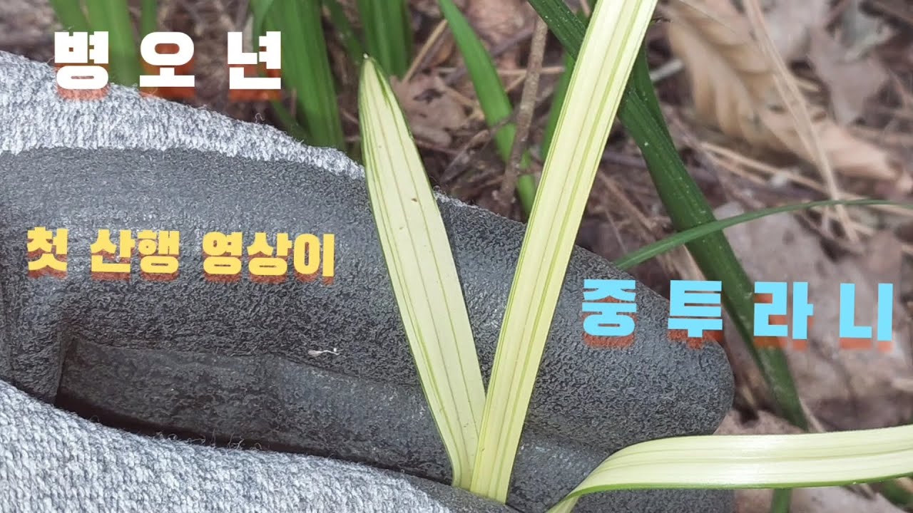#춘란#산채#병오년 첫 변이종#중투 입니다#난초랑
