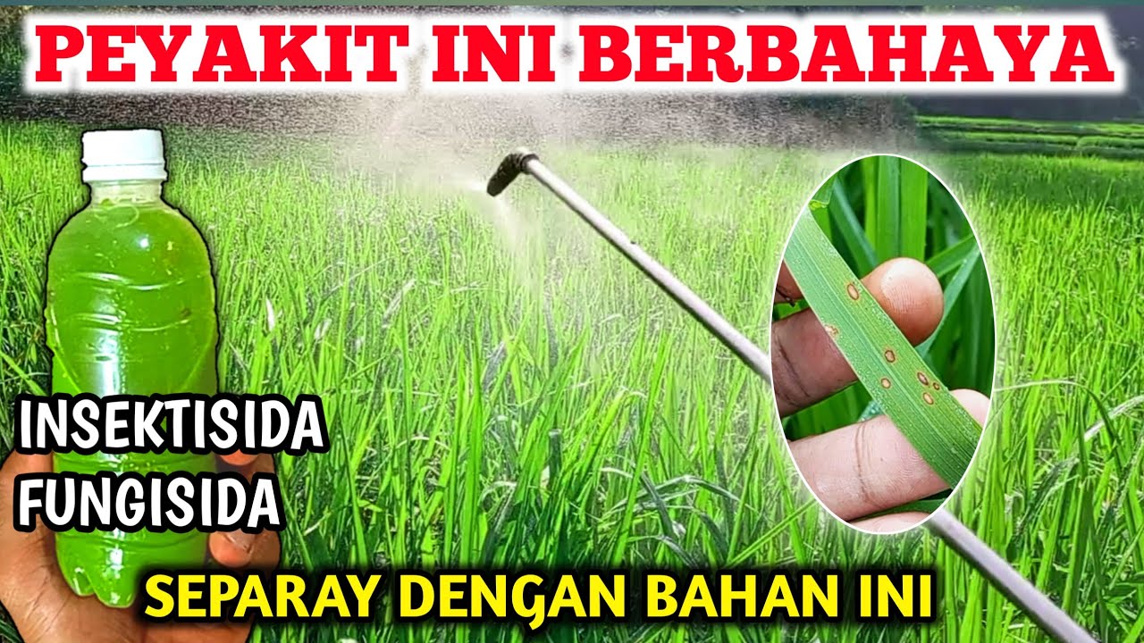 HATI HATI❗Cara mengatasi jamur Pada Tanaman padi