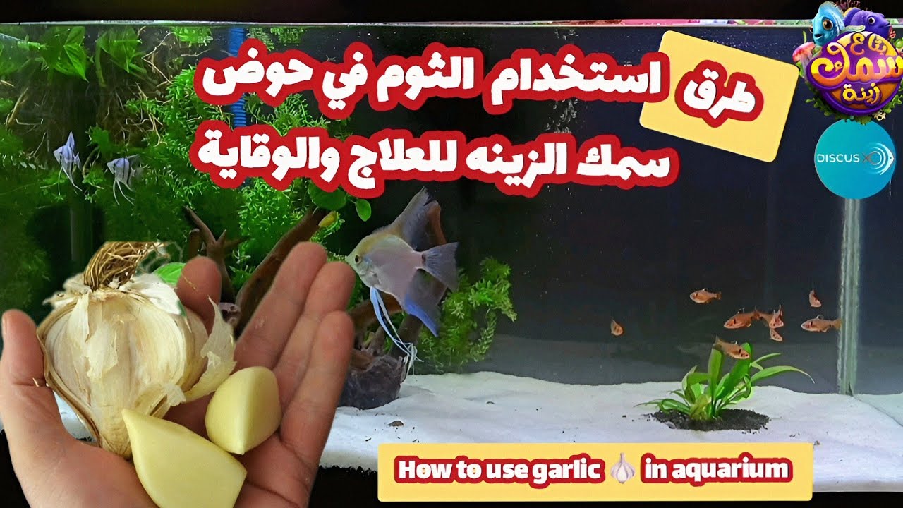 فوائد وطريقة استخدام الثوم في حوض سمك الزينه