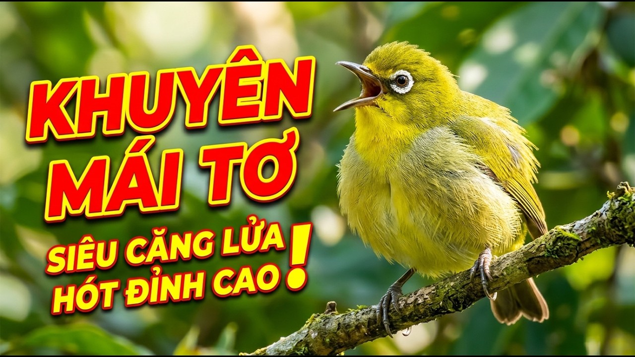 Khuyên Mái Tơ Siêu Căng Kích Là Líu Giúp Chim Thi Đấu Bền Bỉ