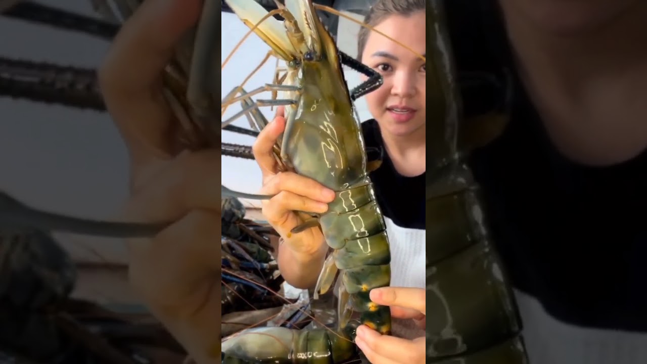 #new #vip  #jhinge #fish #shots video#status