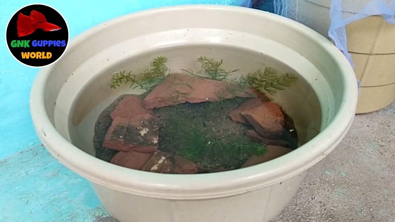 shrimp 🦐 unboxing video