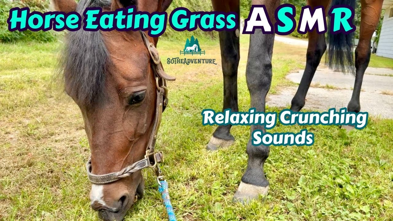 Horse Eating Crunchy Grass ASMR  | Oddly Satisfying Horse Sounds | Relaxing Chewing Sounds